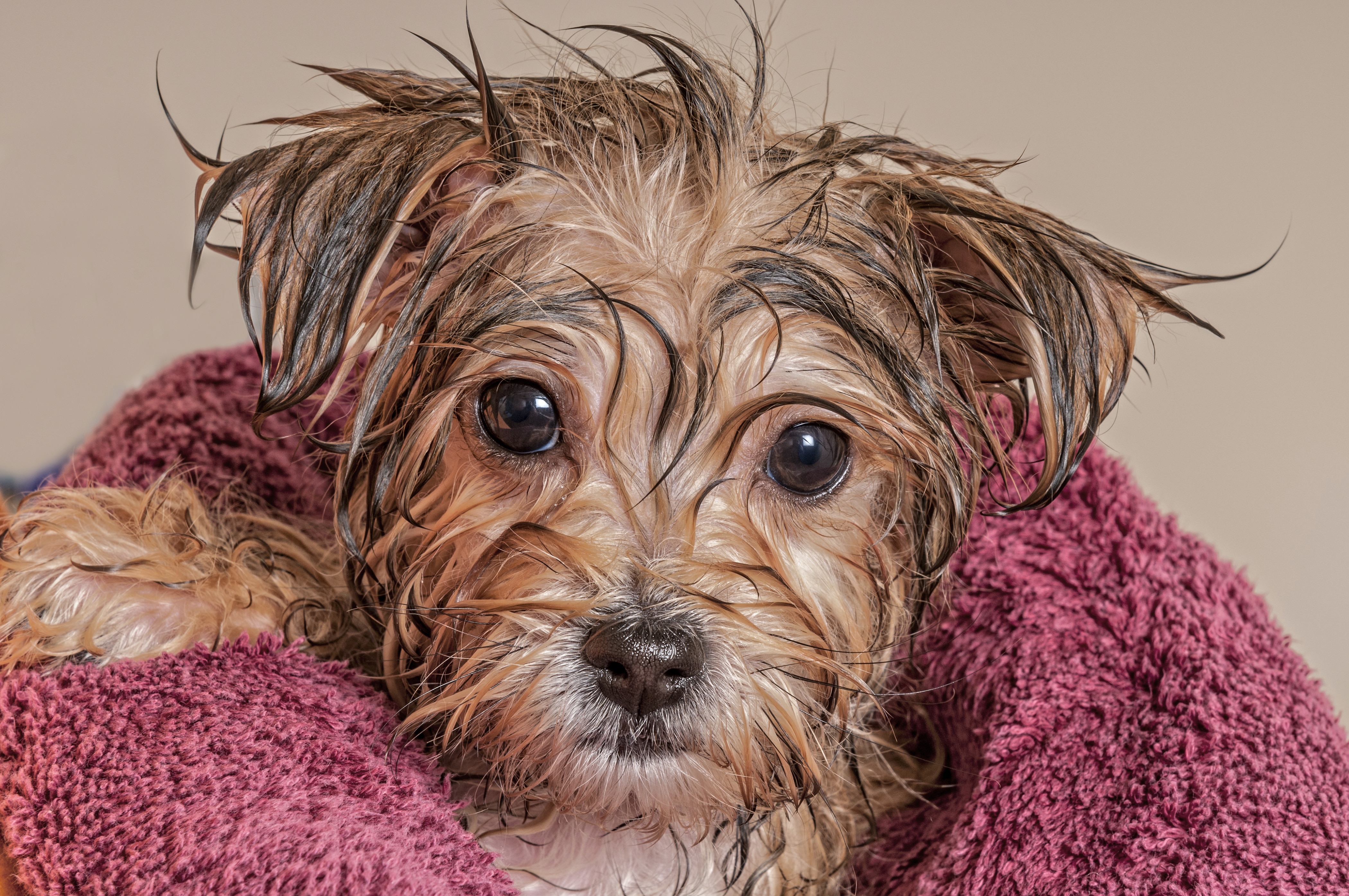 Another Wet Puppy HeroicStories