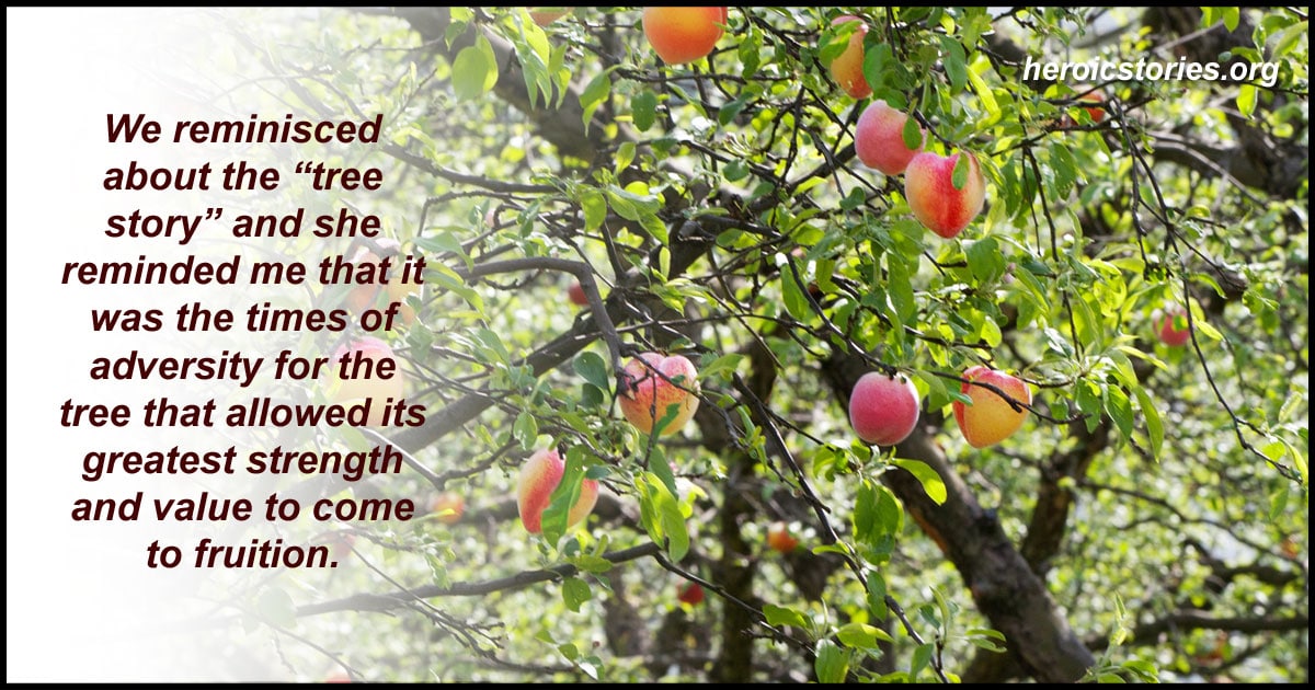 Beyond The Branches The Untold Story Of America S National Tree - m6jca3e